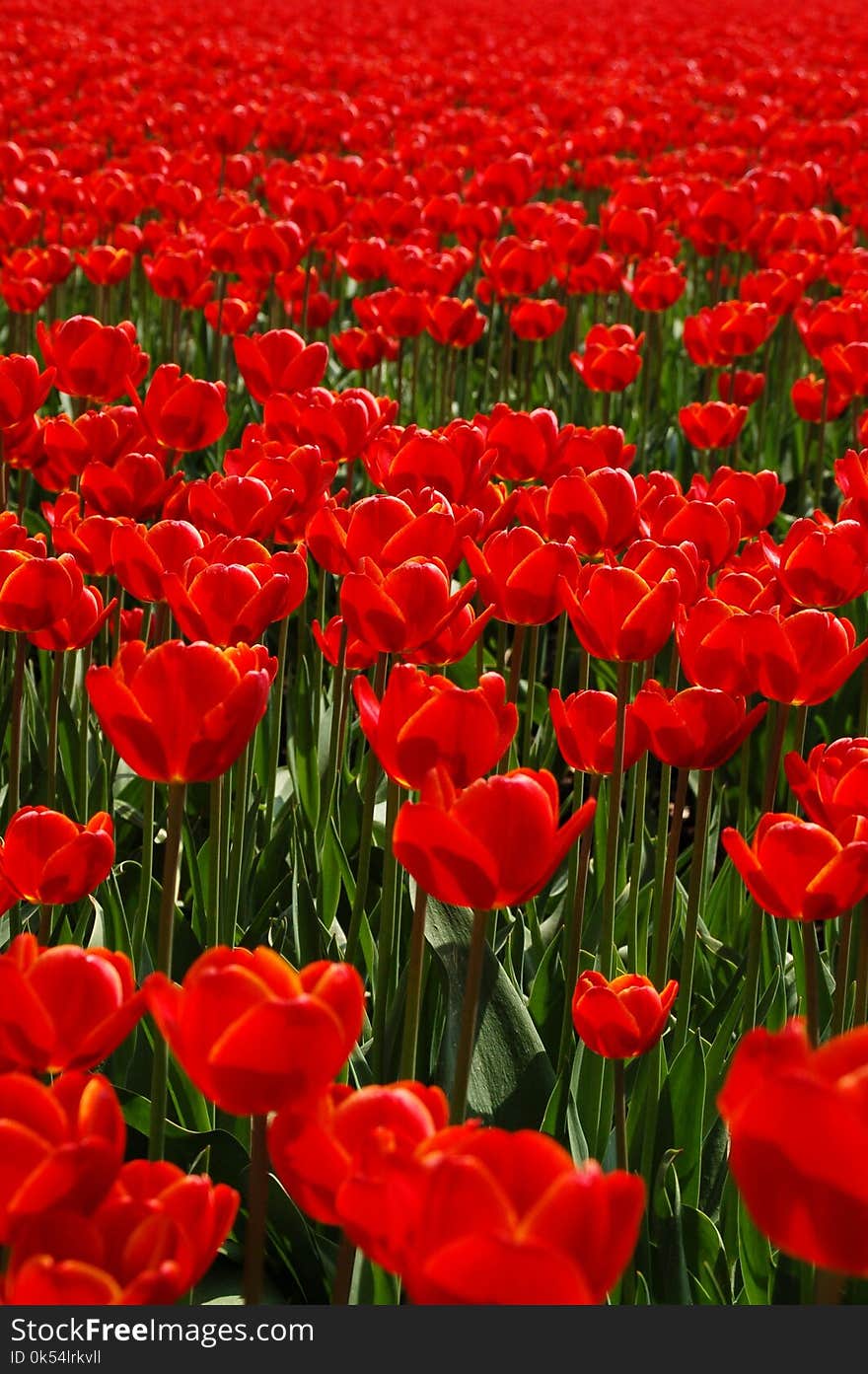 Flower, Plant, Red, Field