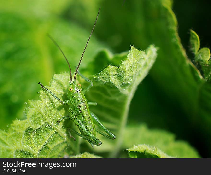 Insect, Leaf, Urtica, Macro Photography