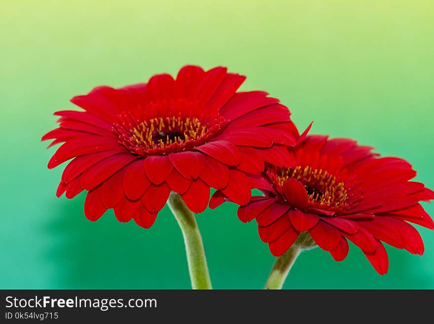 Flower, Flowering Plant, Gerbera, Daisy Family