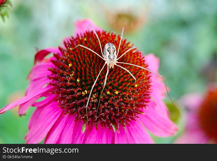 Flower, Nectar, Close Up, Pollen