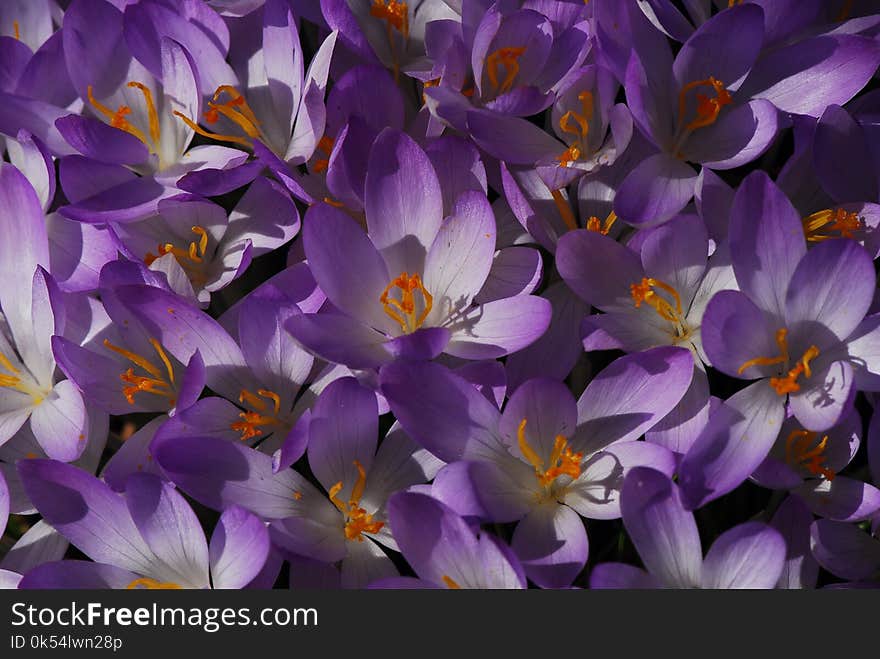 Flower, Crocus, Flowering Plant, Plant