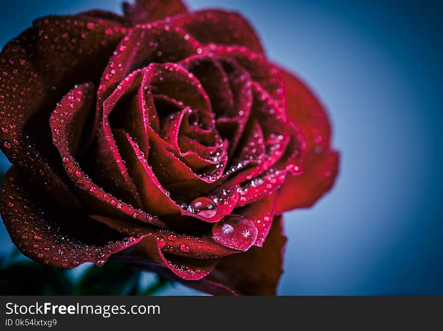 Red, Rose, Flower, Garden Roses