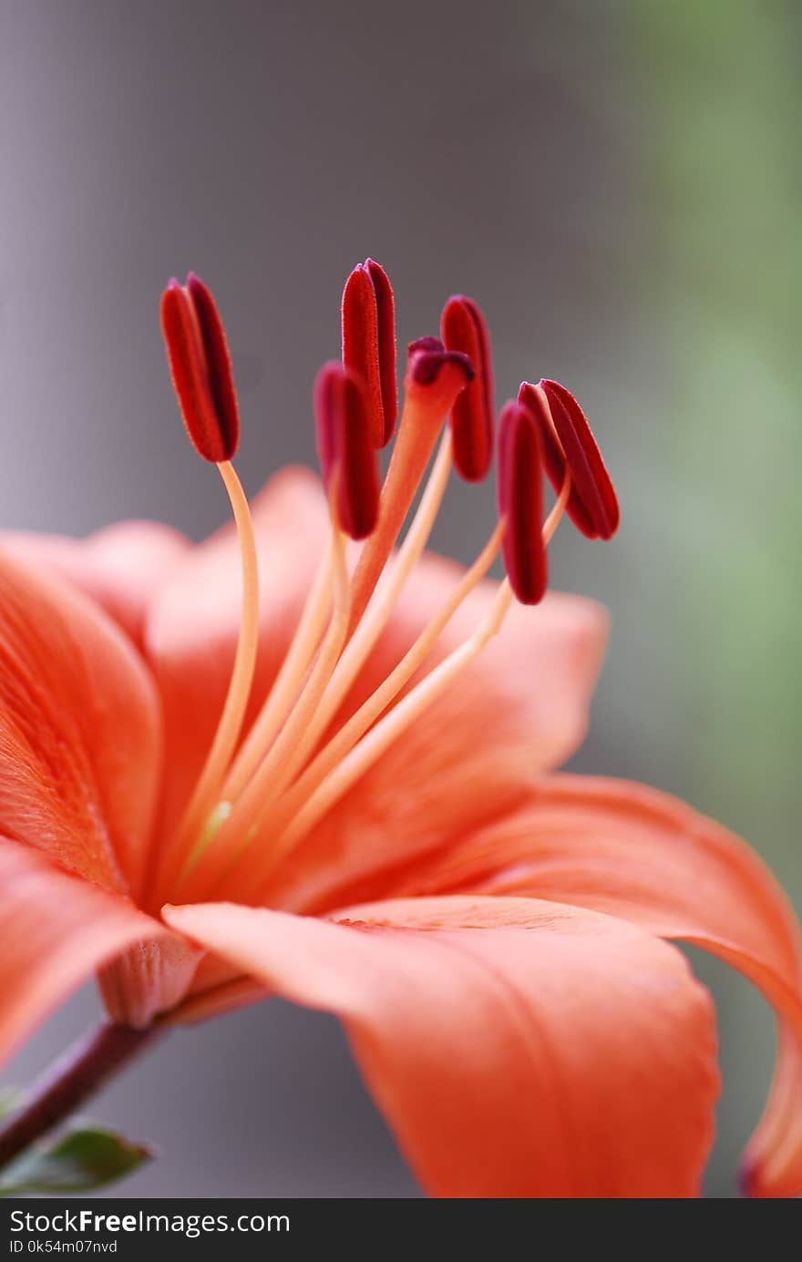 Flower, Red, Flora, Lily