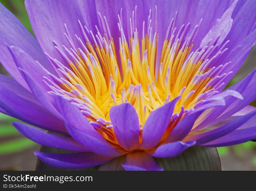 Flower, Purple, Flora, Wildflower