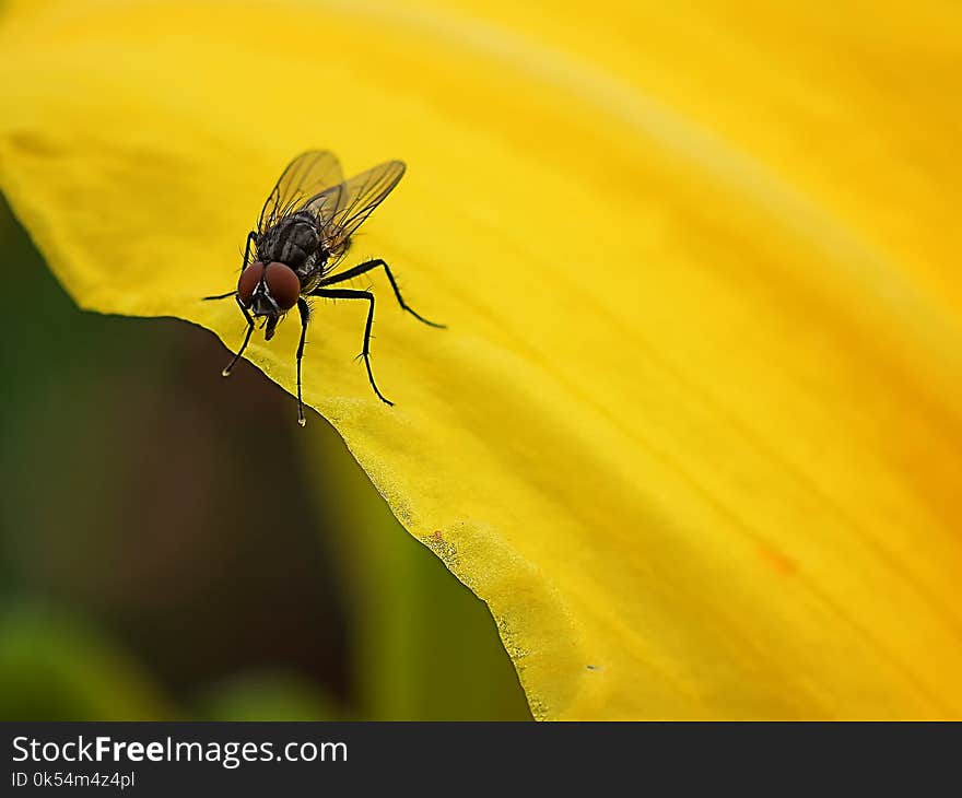 Insect, Fly, Pest, Macro Photography