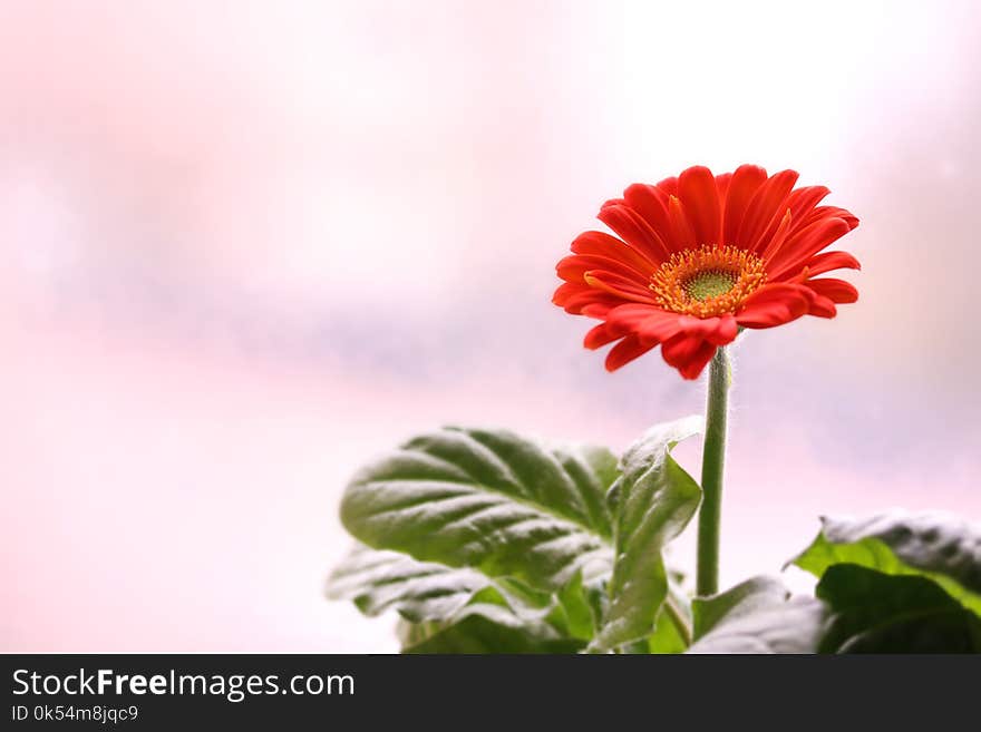 Flower, Flowering Plant, Gerbera, Plant