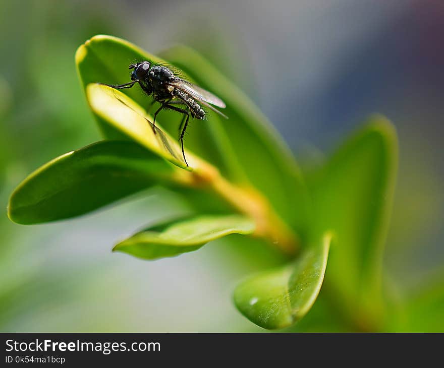 Insect, Pest, Close Up, Nectar