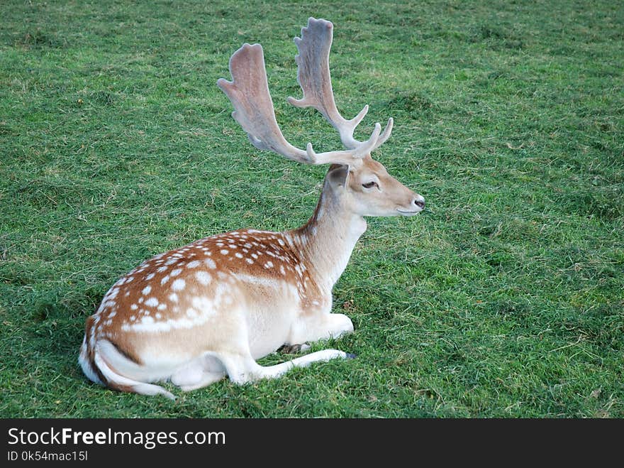 Deer, Wildlife, Mammal, Fauna