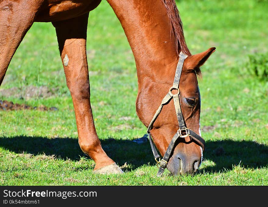 Bridle, Horse, Rein, Halter