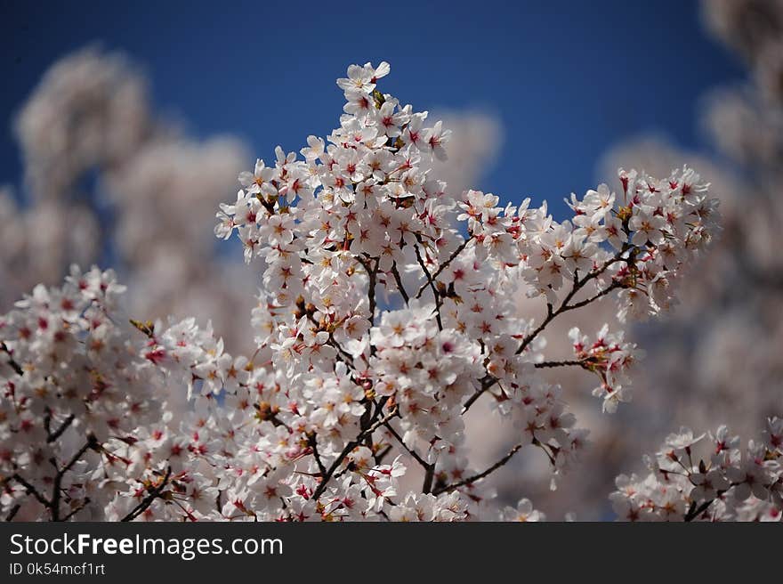 Blossom, Spring, Cherry Blossom, Flower