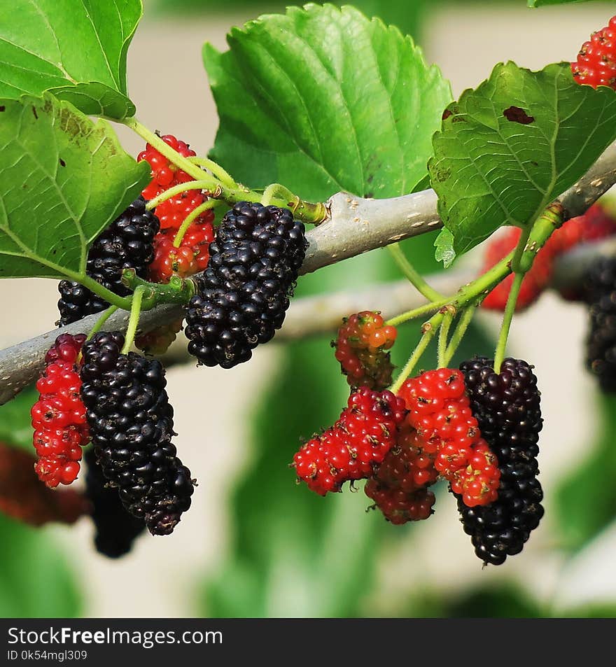 Natural Foods, Fruit, Mulberry, Berry