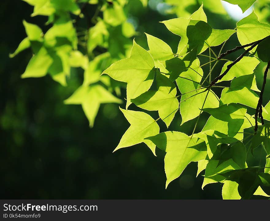 Leaf, Green, Plant, Branch