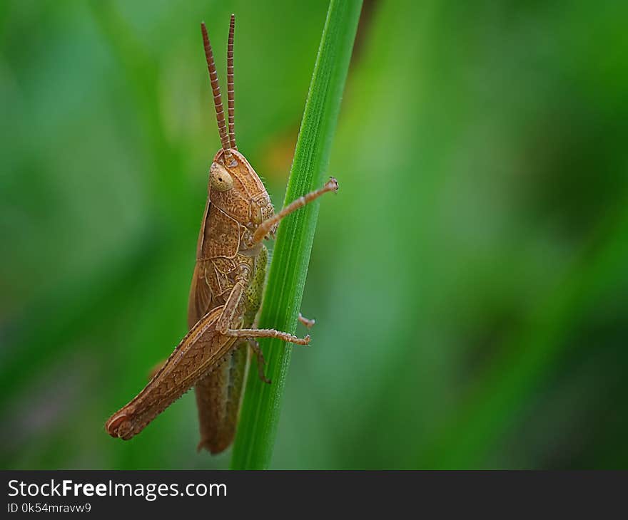 Insect, Grasshopper, Macro Photography, Fauna