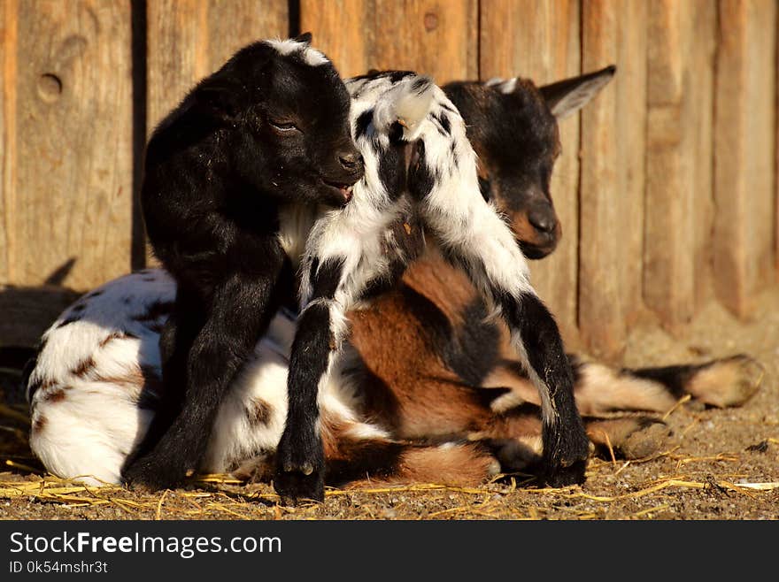 Goats, Fauna, Goat, Wildlife