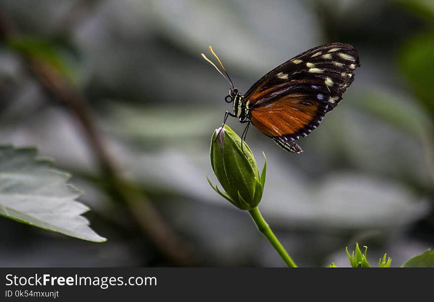 Butterfly, Insect, Moths And Butterflies, Lycaenid