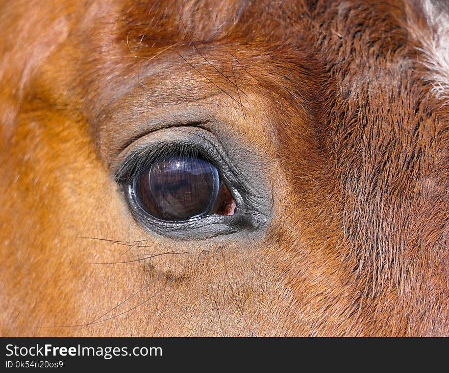 Eye, Fauna, Nose, Close Up