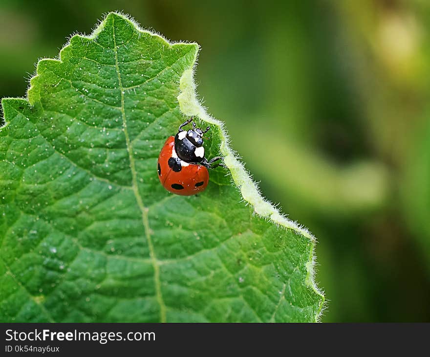 Insect, Leaf, Macro Photography, Ladybird