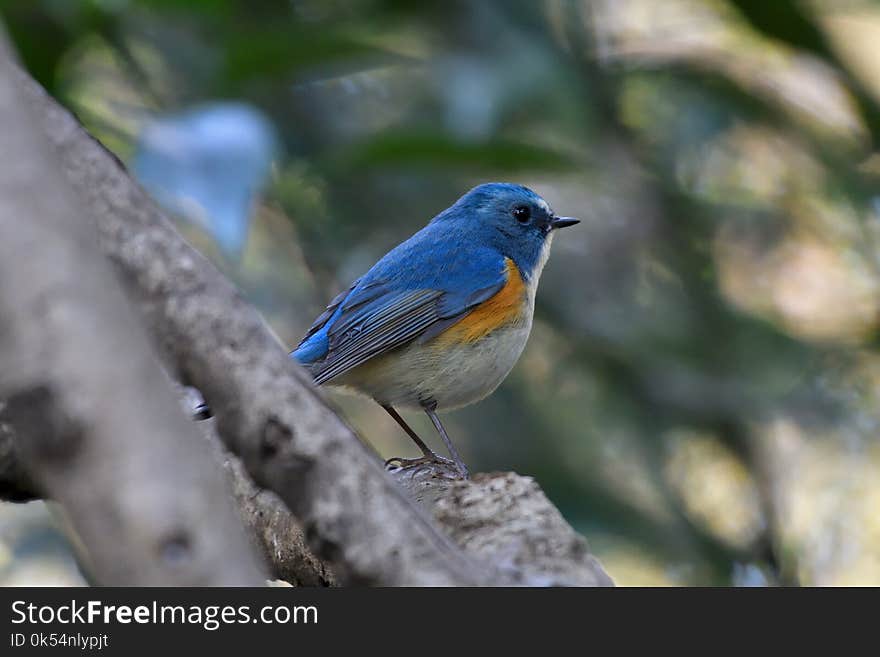 Bird, Fauna, Beak, Bluebird