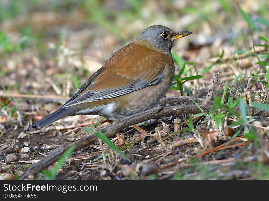 Bird, Fauna, Beak, Old World Flycatcher