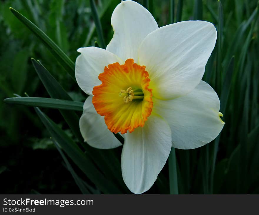 Flower, Plant, Flowering Plant, Yellow