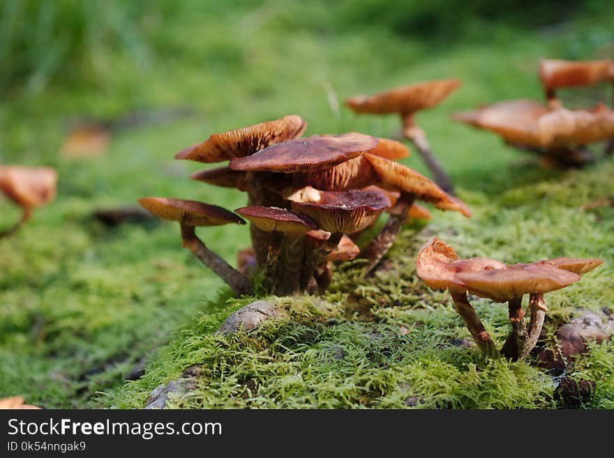 Fungus, Mushroom, Medicinal Mushroom, Edible Mushroom