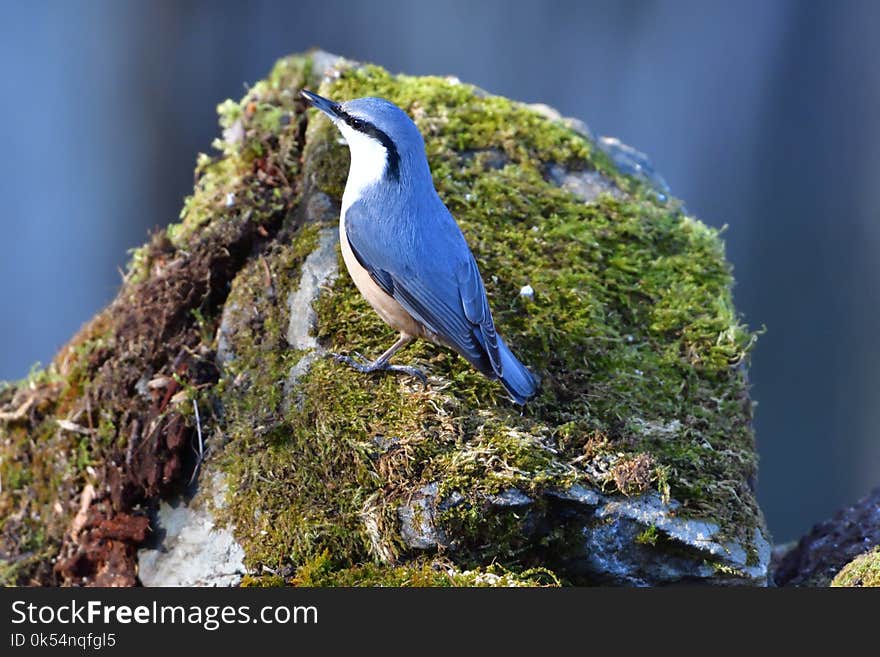 Bird, Fauna, Beak, Wildlife