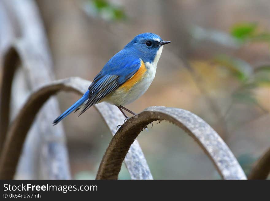 Bird, Beak, Bluebird, Fauna