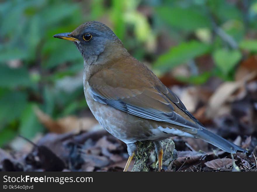 Bird, Fauna, Beak, Finch