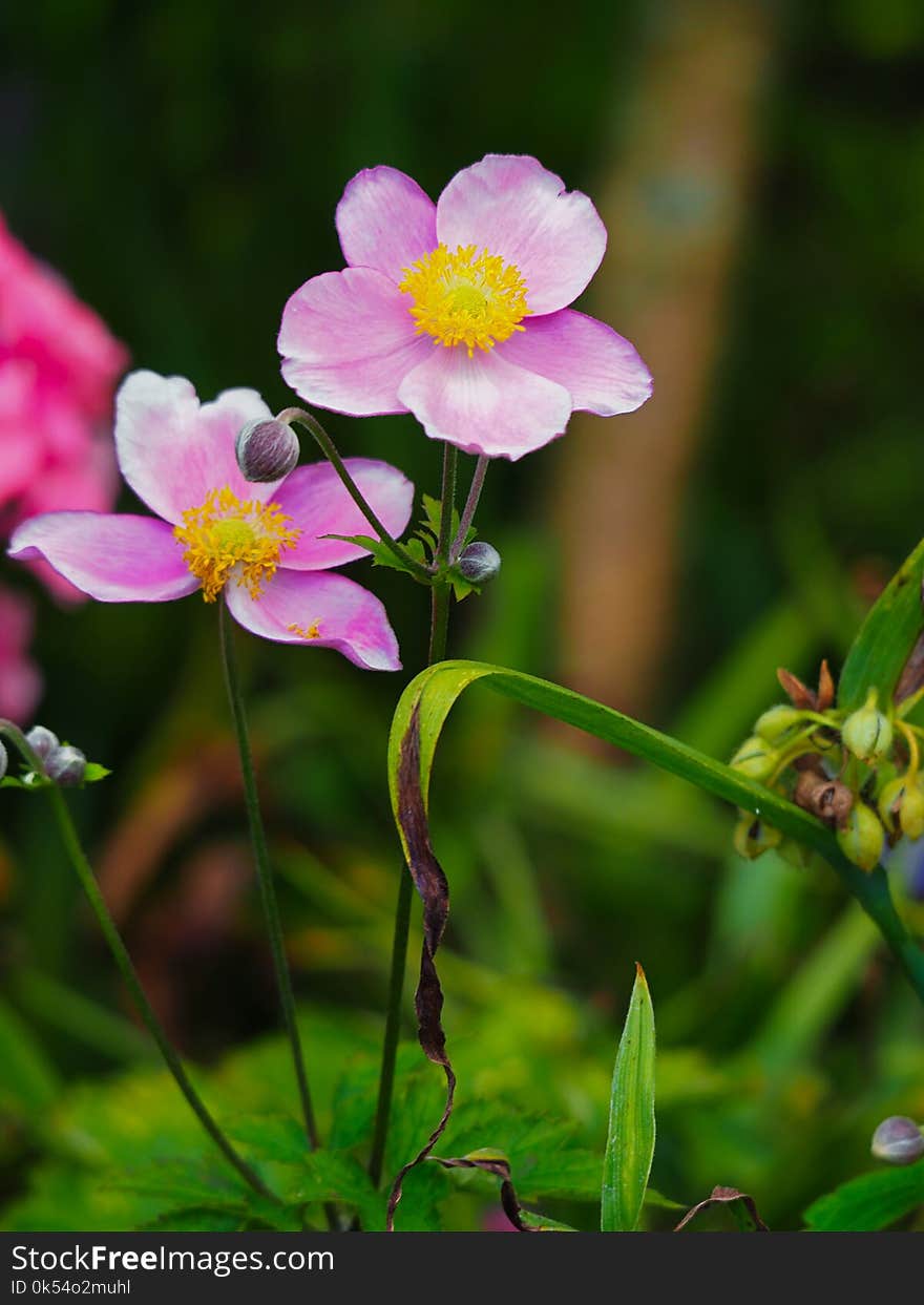 Flower, Flora, Plant, Flowering Plant