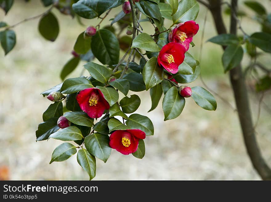 Plant, Flower, Flowering Plant, Flora