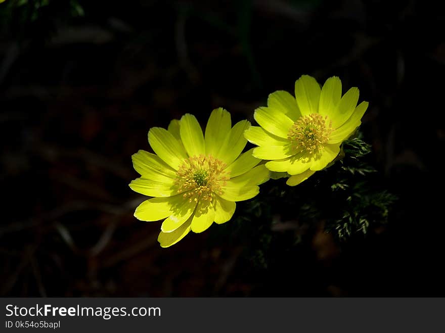 Flower, Flora, Yellow, Wildflower