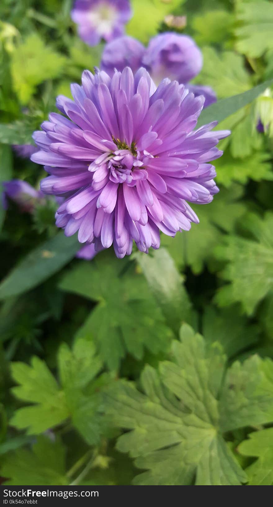 Flower, Plant, Flowering Plant, Garden Cosmos