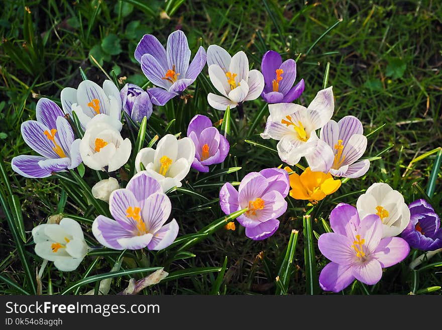 Flower, Plant, Crocus, Flowering Plant