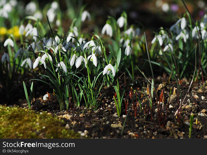 Plant, Galanthus, Flower, Flowering Plant