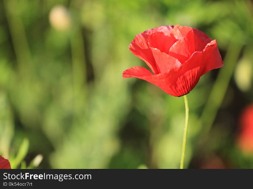 Flower, Red, Wildflower, Poppy