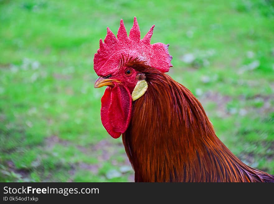 Chicken, Beak, Rooster, Galliformes