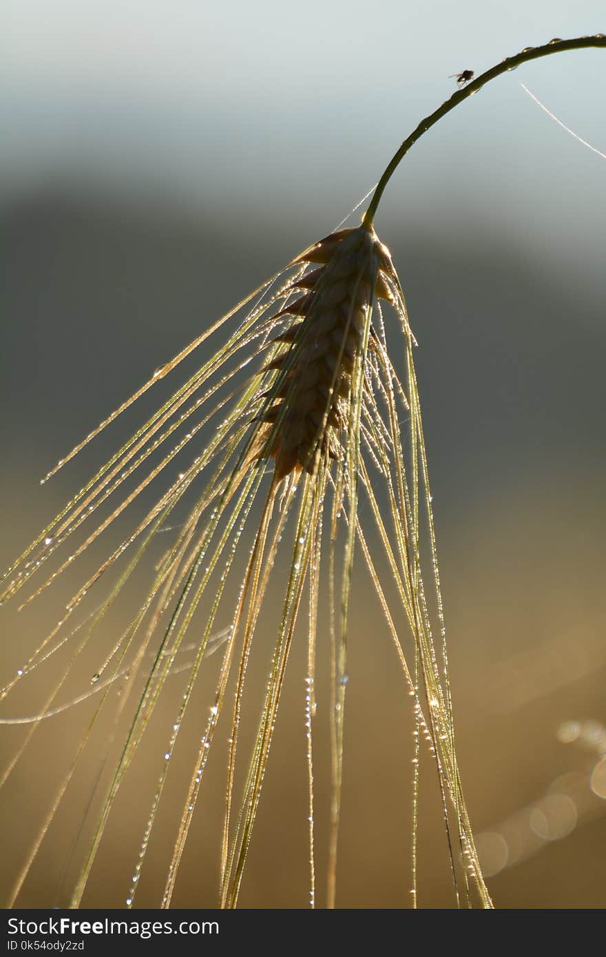 Grass Family, Water, Close Up, Morning