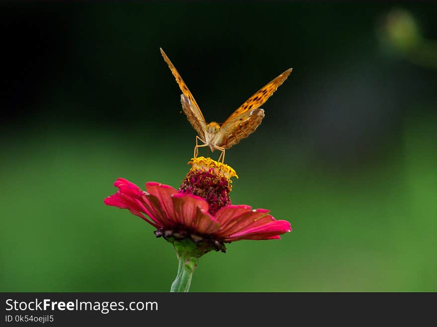 Insect, Nectar, Butterfly, Invertebrate