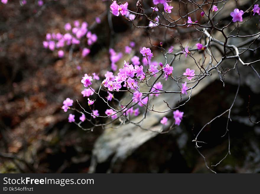 Plant, Flora, Flower, Pink