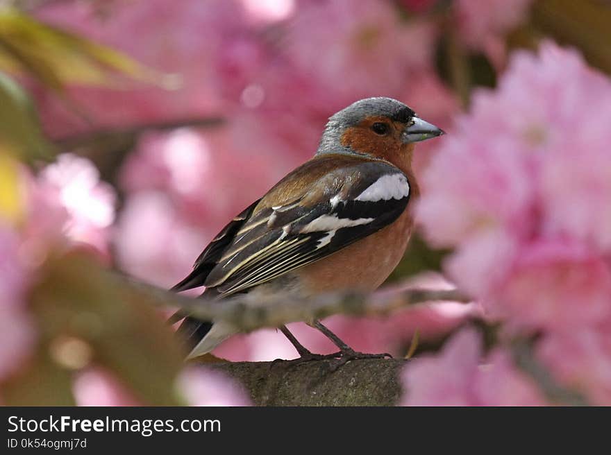 Bird, Finch, Fauna, Beak