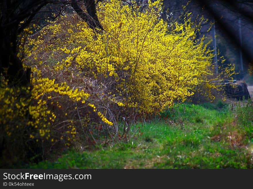 Nature, Yellow, Vegetation, Flora