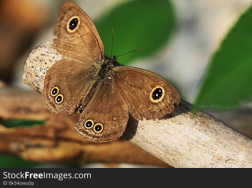 Butterfly, Moths And Butterflies, Insect, Invertebrate