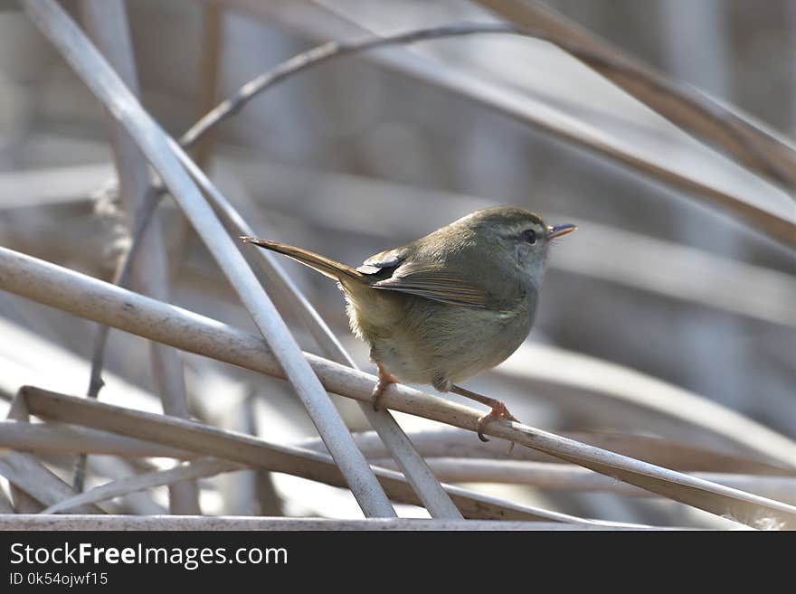 Bird, Fauna, Beak, Wren