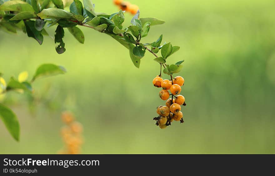 Fruit Tree, Branch, Fruit, Hippophae