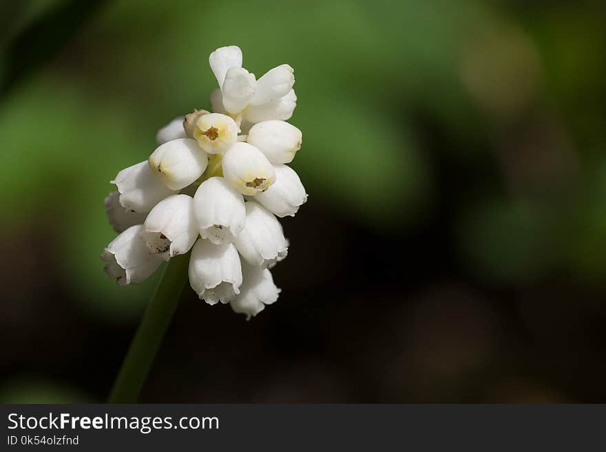 White, Flower, Flora, Plant