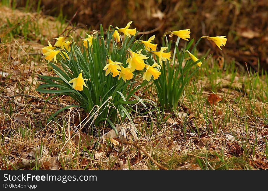 Flower, Plant, Flora, Yellow