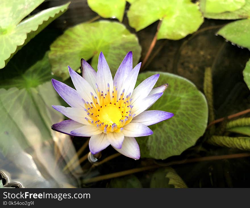 Flower, Flora, Plant, Aquatic Plant