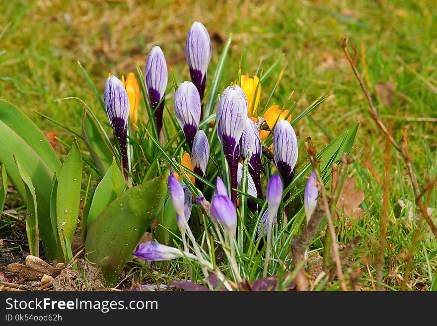 Flower, Plant, Flora, Crocus