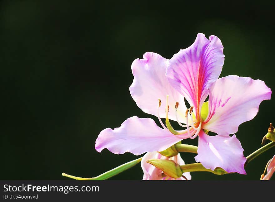 Flower, Plant, Flowering Plant, Flora