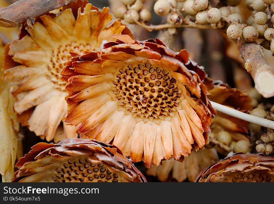 Flora, Flower, Pineapple, Plant